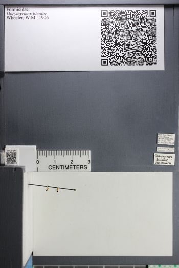 Media type: image;   Entomology 548719